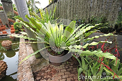 A big green tropical flower in pot in the Nong Nooch tropical botanic garden near Pattaya city in Thailand
