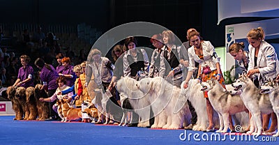 Big group of dogs at dog show