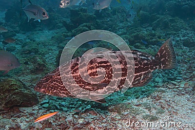 Big grouper fish