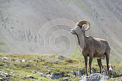 Big Horn portrait