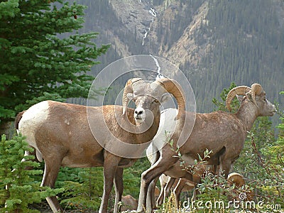 Big Horn Sheep