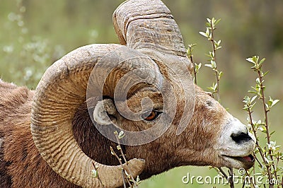 Big horn Sheep