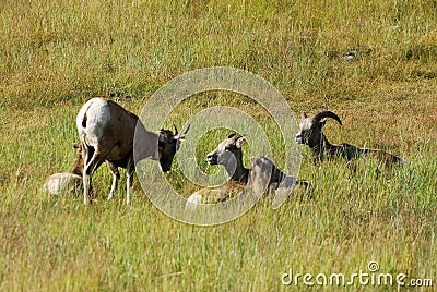 Big horn sheep family
