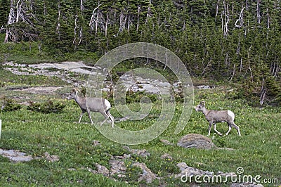 Big Horn Sheep heading for the mountains