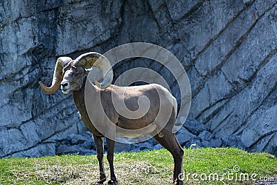 Big Horn Sheep