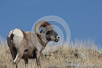 Big Horn Sheep on Mountain