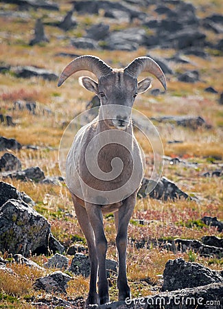 Big Horn Sheep