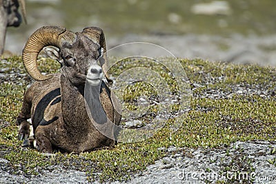 Big Horn Sheep portrait while looking at you