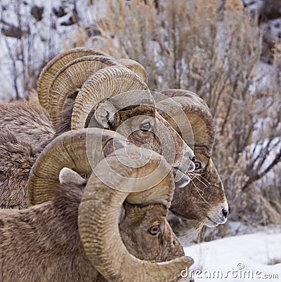 Big Horn Sheep rams