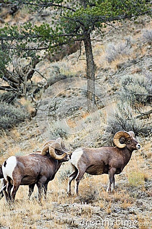 Big Horn Sheep Rams