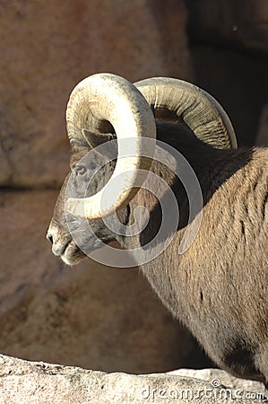 Big Horn Sheep on Rocks 2