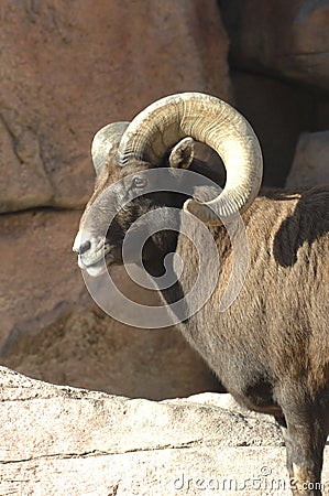 Big Horn Sheep on Rocks 3