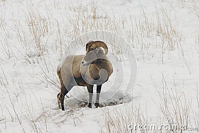 Big Horn Sheep in Snow