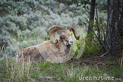 Big Horn Sheep, Yellowstone National Park, WY