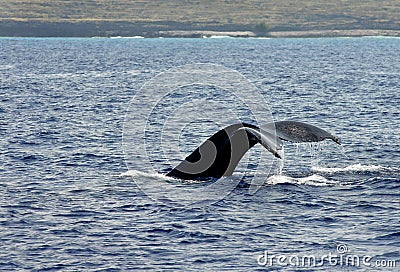 Big Island Whale Tail