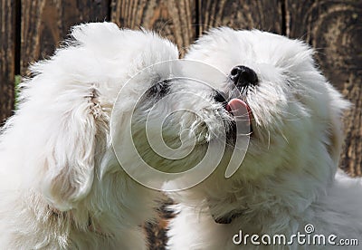 Big love: two baby dogs - Coton de Tulear puppies - kissing with