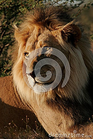 Big male African lion