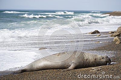 Big male elephant seal, Patagonia, Argnentina.