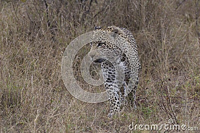Big male leopard on the hunt for prey