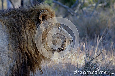 Big male lion (Panthera leo)