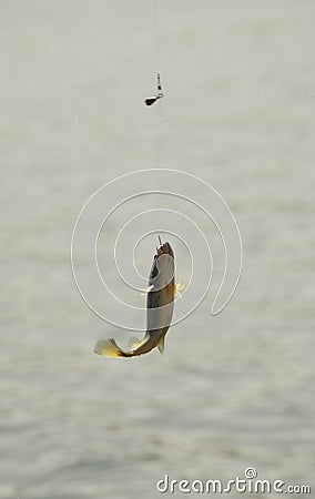 Big Mouth Bass Fish Hanging on a Hook