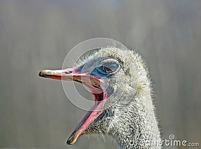 Big Mouth Ostrich