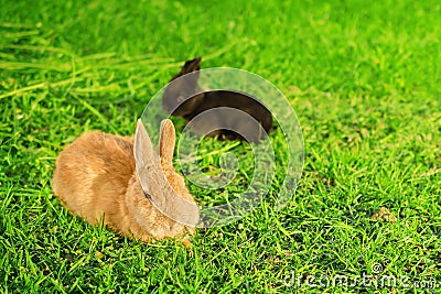 Big orange rabbit and black bunnie resting on grass