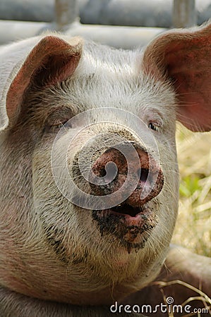 Big pig with dirty face