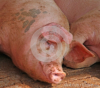 Big pink pig in the pigsty of the farm in the countryside