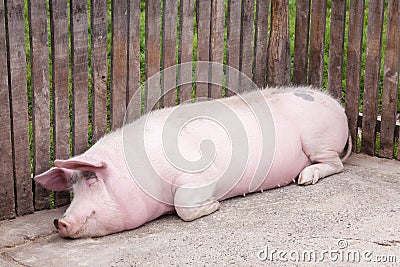 Big pink pig sleeps peacefully