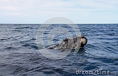 Big Right Whale looks out of the ocean. Wild Nature.