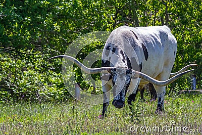 A Big Texas Longhorn Steer Grazing in a Pasture with Wildflowers Growing in Texas.