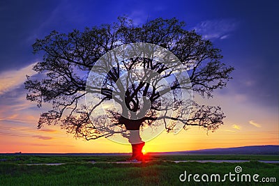 Big tree silhouette, sunset shot