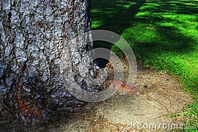 Big tree texture with green grass