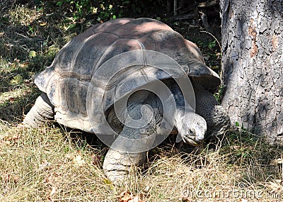 Big turtle