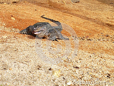 A big water monitor