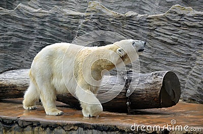 Big white polar bear walking slow photo