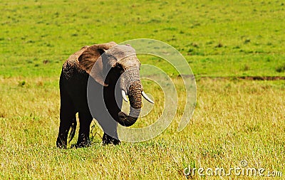 Big wild african elephant