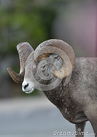 Bighorn Ram (Sheep) stands in parking lot