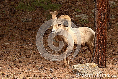 Bighorn Ram Stepping out of Woods