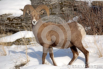 BigHorn Sheep