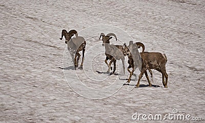 Bighorn Sheep #2