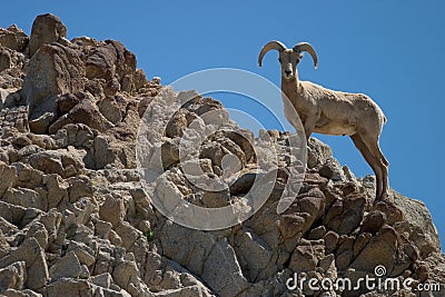 Bighorn Sheep