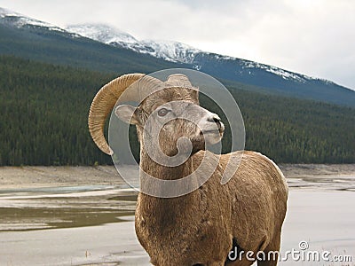 Bighorn Sheep #5