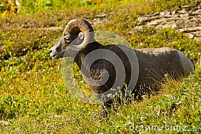 Bighorn Sheep