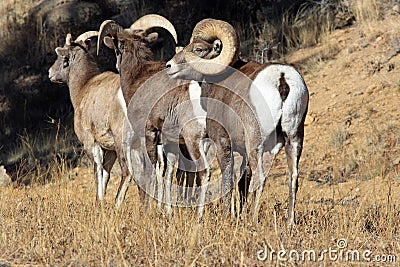 Bighorn sheep