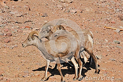 Bighorn sheep in desert