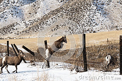 Bighorn Sheep Jumping