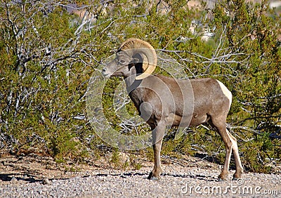 Bighorn Sheep