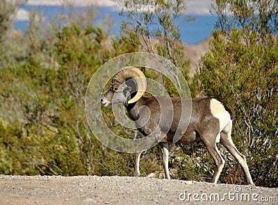 Bighorn Sheep